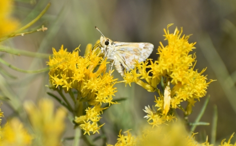 A yellow and white moth on a yellow flower