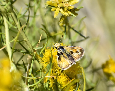 A yellow and brown moth on a green and yellow plant