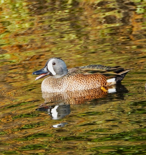 duck swimming in water