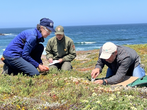 Three people on the ground looking at small plants. The ocean is behind them