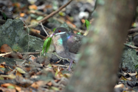 Bridled Quail-dove hiding in woods