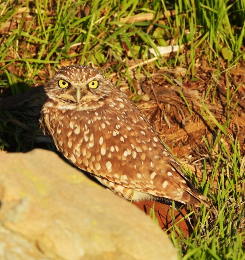 owl with yellow eyes standing on the ground looking right at the camera