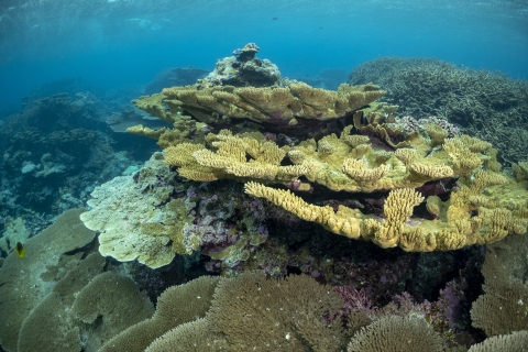 Coral reef at Palmyra Atoll