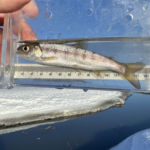 a silvery small salmon in a viewing container with a snowy river in the background