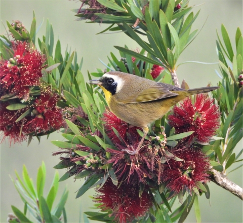 yellow bird with a black face bird on a branch with red flowers