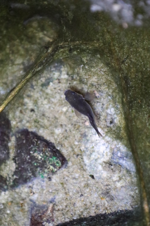 A small grey fish in a natural pool with a grey rock bottom