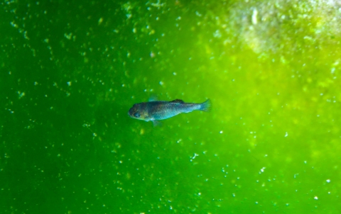 A small blue fish in a natural pool with a greenish bottom