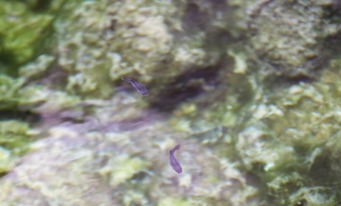 two small blue fish in a natural pool with a greenish bottom