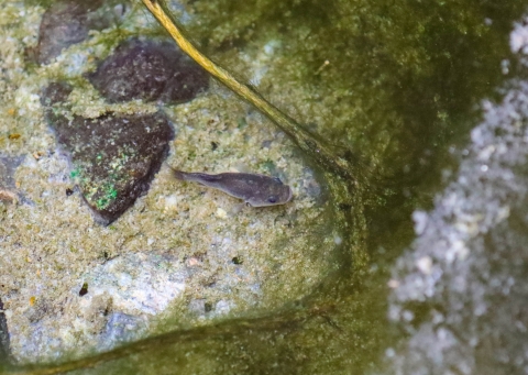 A small grey fish in a natural pool with a greenish bottom