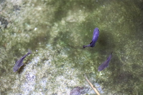 Three small blue fish in a natural pool with a greenish bottom