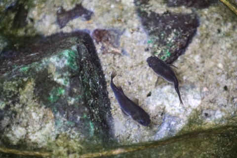 Two small grey fish in a natural pool with a greenish bottom