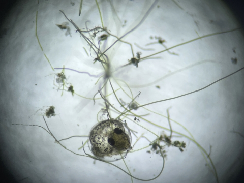 Small pupfish embryo