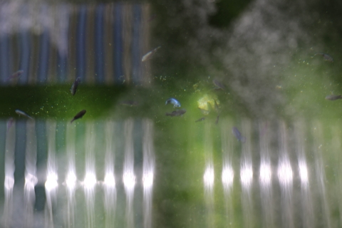 small blueish fish in a tank