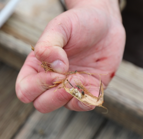a hand holding a small beetle and some brown vegetation