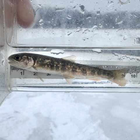 a dark fish with light spots in a viewing container with a snowy background