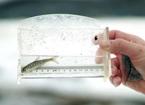 a man's hand holding a clear viewing container with a small fish - snow is in the background
