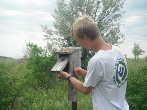 YCC Youth checking a bluebird box for nesting activity