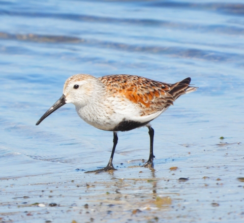 bird walking on the shore