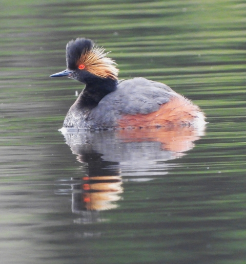 bird with black head, gold feathers and red eye swimming in water