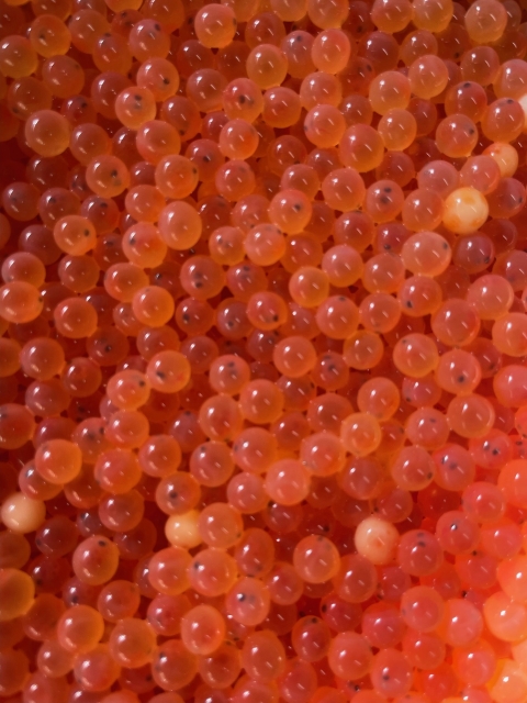 closeup photo of Rainbow trout eggs