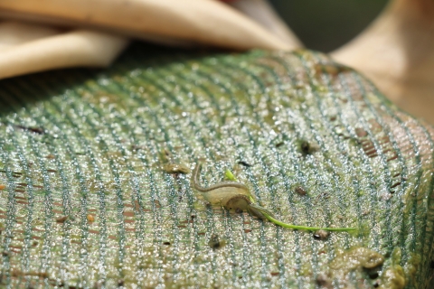 a small gray shrimp on green cloth