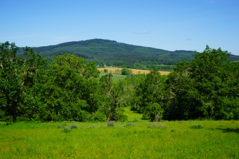 Oak woodland and lupine meadow