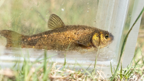 A small brassy colored fish with a light colored background.