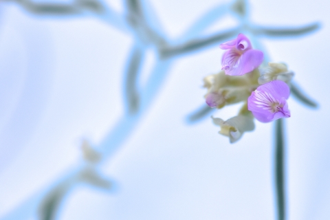 A close up image of purple flowers