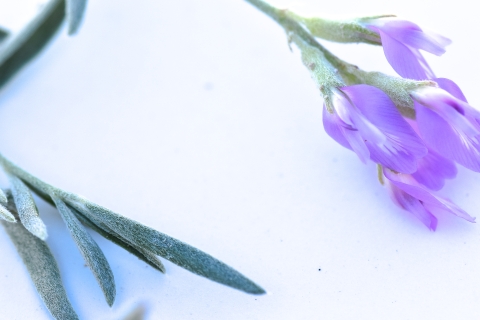 A close up image of purple flowers