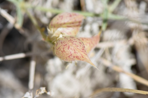 Close up image of a speckled pod