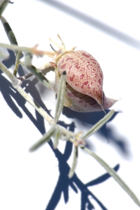 Close up image of a speckled pod