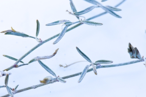 green stem of a Fish Slough milkvetch plant.