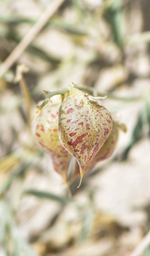 Close up image of a speckled pod