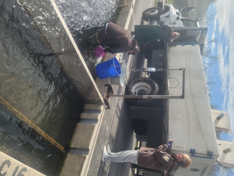 Loading a hatchery fish stocking truck: bucket with water suspended from hanging scale, water and fish being added to hanging bucket. Fish transport truck in the background. Hatchery staff in the water of a fish raceway.