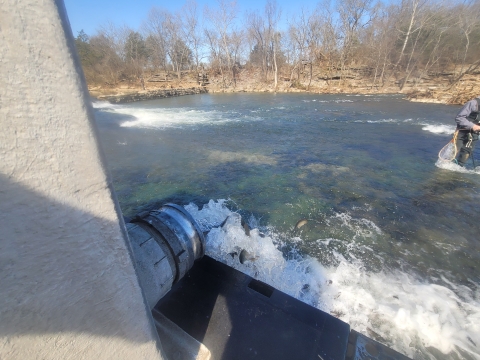 Dale Hollow NFH fish stocking 2025 - fish being discharged out of a fish truck into a fast moving river
