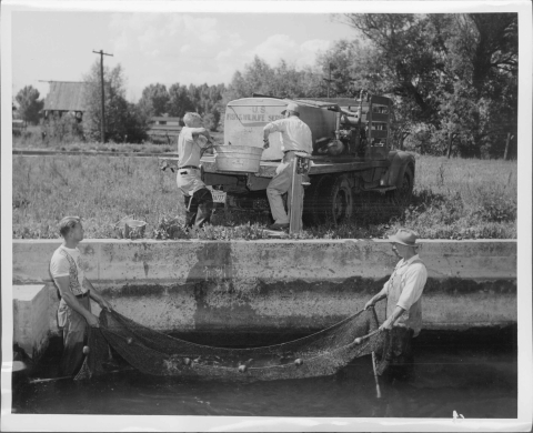 Two men standing a shallow pool (a fish hatchery raceway; the water level is just below their knees), holding a long rectangular net between them. Beyond them is an embankment, with two more men lifting a small metal tub on to the back of the flatbed of the pickup truck of 1940's vintage; a large, rectangular metal tank is on the flatbed. The tank is marked "U.S. FISH & WILDLIFE SERVICE". Visible in the distance, beyond an open field, is a small structure, a utility pole, and a line of trees.