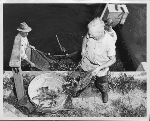 view from above, looking down on a man standing on an embankment near a body of water; the man is dumping fish from a net into a small circular metal tub that contains other fish. The tub is placed on a scale. Visible behind him are two men standing in shallow pool of water, holding a rectangular net that contains more fish.