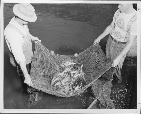 Close-up of two men standing in shallow water (it comes up to just below their knees), holding between the two of them a section of a rectangular net; there are numerous fishes in the net. The net is being held just above the water.