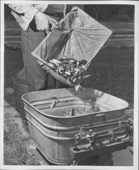 View of a person, visible from their waist down, dumping juvenile fish (Trout fingerlings) from a rectangular mesh net into a small metal tub containing water; the tub is sitting on a scale for weighing. A grassy area and some fish raceways can be seen in the background.