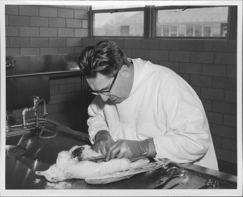 Man in a lab, wearing gloves and a white smock, in the process of performing an surgical procedure (an autopsy) on the stomach of a bird (a Ring-billed Gull) on the stainless steel examination table in front of him. Beside him on the table on the right are various surgical tools. On the left of the table is a faucet. There is a large metal sink on the wall visible in the background on the left, and a set of windows on the wall immediately behind the man. A large building is visible through the windows.