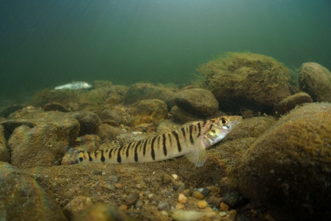 Small-bodied fish with a pointed snout and dark vertical bars along its body rests on a large rock.