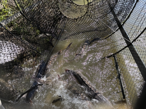 large fish caught in a net trap