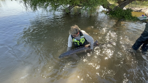a person standing in water holding a large fish to release