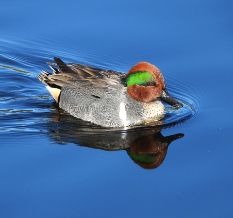 duck with a red head and green streak on its face swimming in water