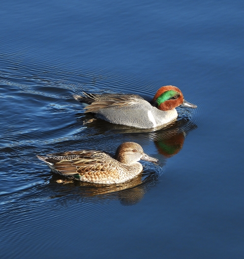 pair of ducks swimming in water