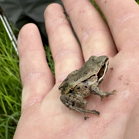 a brown frog in a person's hand