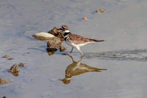 A killdeer walks through shallow water