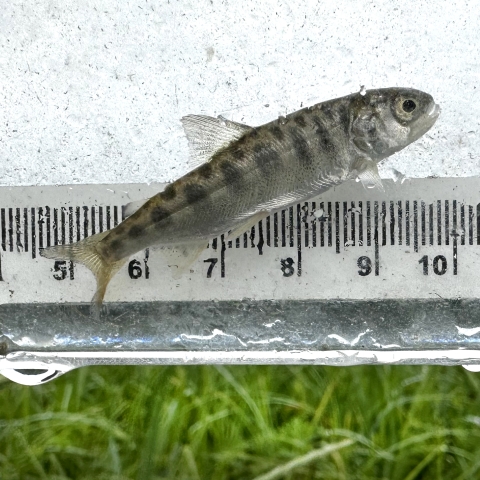 a small fish with banding on its side in a viewing container