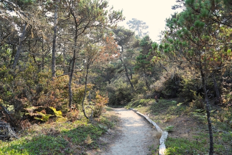 A dirt pathway winding through green plants and trees