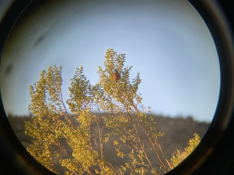 Monarch butterfly seen through binoculars on a green plant